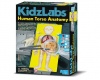 4M Kidz Labs Human Torso Anatomy Photo