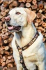 Rogz - 2.5cm Fancy Dress Armed Response Dog H-Harness - Mocha Bone Design Photo