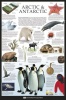 The Arctic - Wall Chart Poster Photo