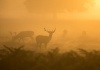 workART Curated Photographic Canvas - Who is there by Paul Earle Photo