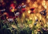 workART Curated Photographic Canvas - Flower and Orbs by Dimitar Lazarov Photo