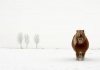 workART Curated Photographic Canvas - The Cold Pony by Gert Van Den Photo