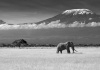 workART Curated Photographic Canvas - Lost Colours 2 by Ibrahim Canak Photo