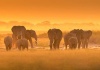 workART Curated Photographic Canvas - Golden Light by David Hua Photo