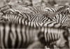 workART Curated Photographic Canvas - Zebra Herd by Rodger Williams Photo