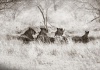 workART Curated Photographic Canvas - Pride at Rest by Rodger Williams Photo