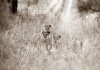 workART Curated Photographic Canvas - Lion Cubs by Rodger Williams Photo