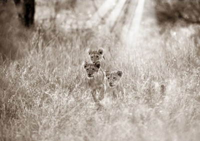 Photo of workART Curated Photographic Canvas - Lion Cubs by Rodger Williams