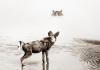 workART Curated Photographic Canvas - Wild Dog Hippo Stare by Rodger Williams Photo