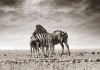 workART Curated Photographic Canvas - Zebra Family by Rodger Williams Photo