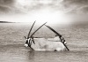 workART Curated Photographic Canvas - Gemsbok by Rodger Williams Photo