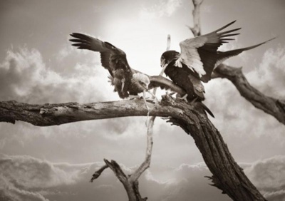 Photo of workART Curated Photographic Canvas - Eagles by Rodger Williams
