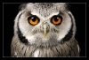 Owl Face Poster with Black Frame Photo