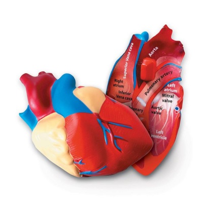 Photo of Learning Resources Cross - Section Heart Model