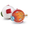 Learning Resources Cross-Section Eye Model Photo