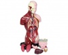 Human Anatomy Model Photo
