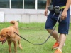 4" 1 Hands Free Dog Leash Photo