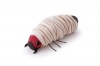 Trudi Idurt Larva Photo