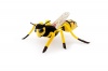 Trudi Idurt Wasp Photo