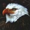 Mogwai - Hawk Is Howling Photo