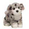 Douglas Miles Aussie Doodle Photo