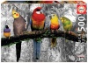Birds in the Jungle Photo