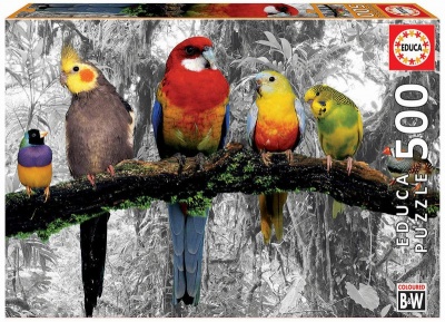 Photo of Birds in the Jungle