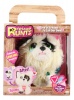 Rescue Runts - Cat Photo