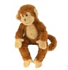 Douglas Bongo Monkey Photo
