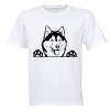 Husky Peeking - Adults - T-Shirt - White Photo