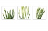 30 x 30 cm Succulent Canvas Prints x 3 Photo