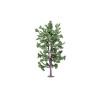 Hornby - Lime Tree - Scale Model Photo