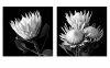 2 X 30cm X 30cm B&W Fine Art Protea Canvas Prints Set 2 Photo