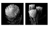 2 X 30cm X 30cm B&W Fine Art Protea Canvas Prints Set 4 Photo
