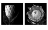 2 X 30cm X 30cm B&W Fine Art Protea Canvas Prints Set 5 Photo