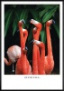 Boluo Framed Canvas Mount - Keep Your Chin Up - 426 x 600mm Photo