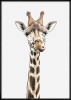 Boluo Framed Canvas Mount - Standing Tall - 426 x 600mm Photo