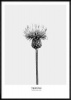 Boluo Framed Canvas Mount - Humble Resilience - 426 x 600mm Photo