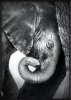 Boluo Framed Canvas Mount - Baby Love - 426 x 600mm Photo