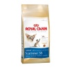 Royal Canin Siamese Adult Photo